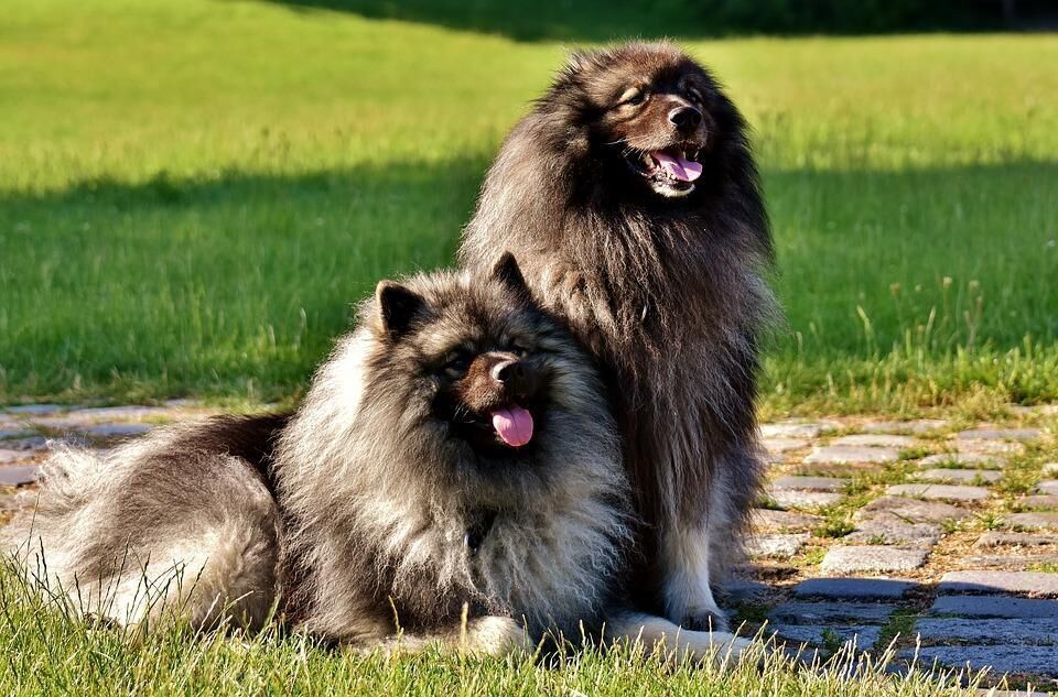 #21. Keeshond